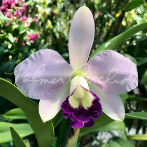 Ctt. Busy Bev — Palmer Orchids